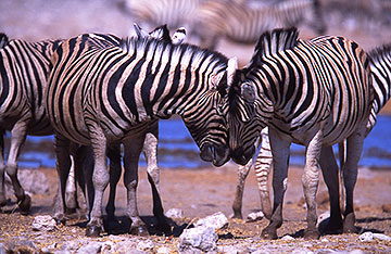 Zebra Heads together